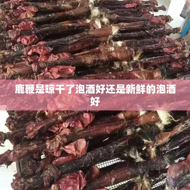 鹿鞭是晾干了泡酒好还是新鲜的泡酒好 鹿鞭是晾干了泡酒好还是新鲜的泡酒好